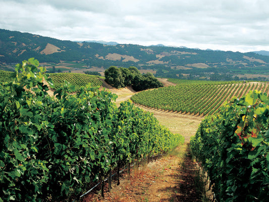 Sonoma Harvest 2026: Wineries & Wine Experiences